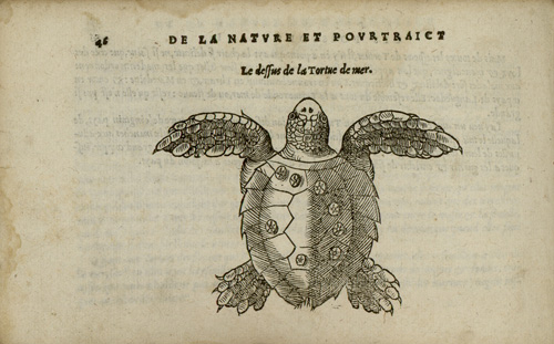 p. 46, Le dessus de la tortue de mer. La nature et la diversité des poissons. Pierre Belon, 1555